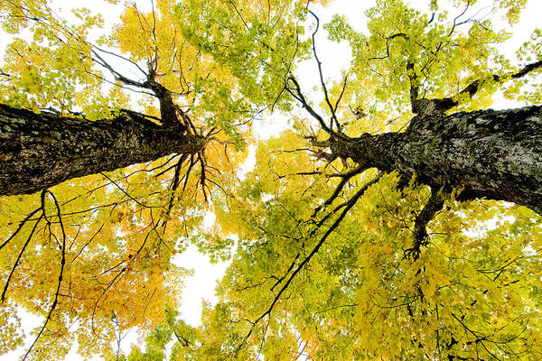 Fall Art Print featuring the photograph Looking up at Fall by Greg Fortier