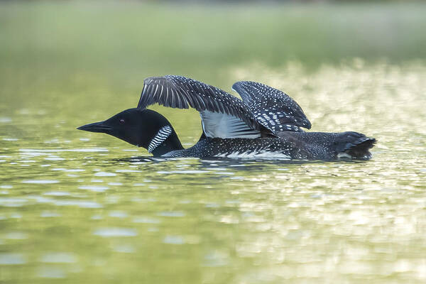 Loon Art Print featuring the photograph Loon 5 by Vance Bell