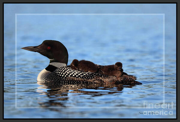 Common Loon Art Print featuring the photograph Loon Family, Framed by Sandra Huston