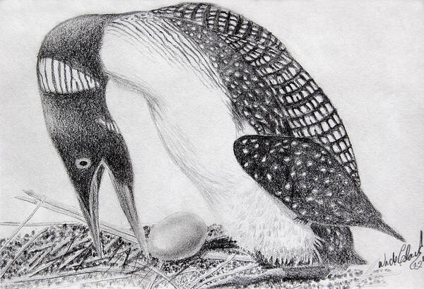 Graphite Pencil Art Print featuring the drawing Loon mother by Wade Clark