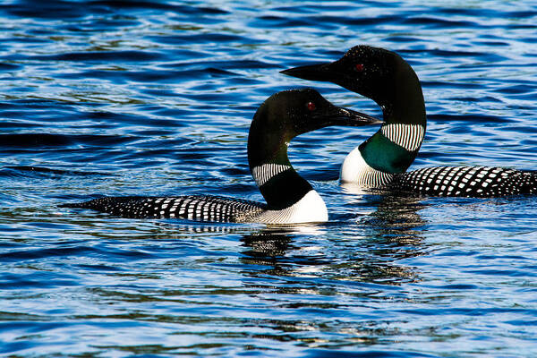 Birds Art Print featuring the photograph Loons on a New Hampshire Lake by Steve Brown