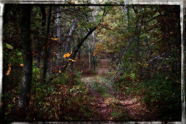 Autumn Art Print featuring the photograph Lost in Autumn by Scott Kingery