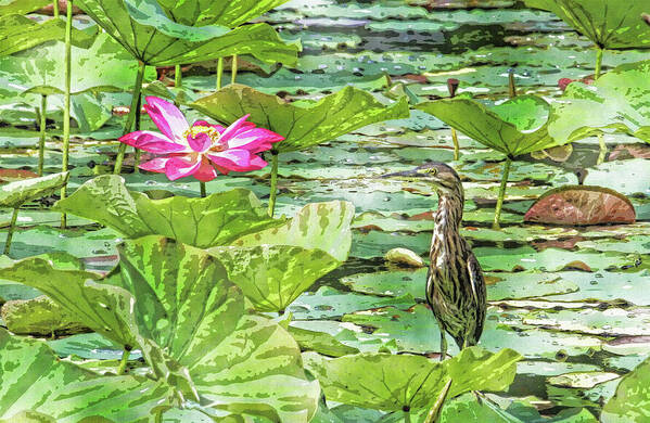 Green Heron Art Print featuring the photograph Lotus And Green Heron by HH Photography of Florida