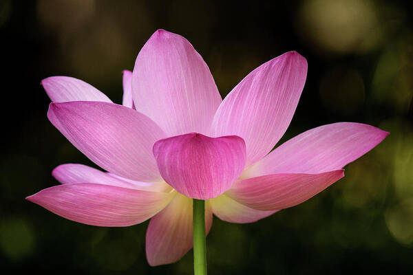 Flower Art Print featuring the photograph Lotus at the National Zoo by Don Johnson