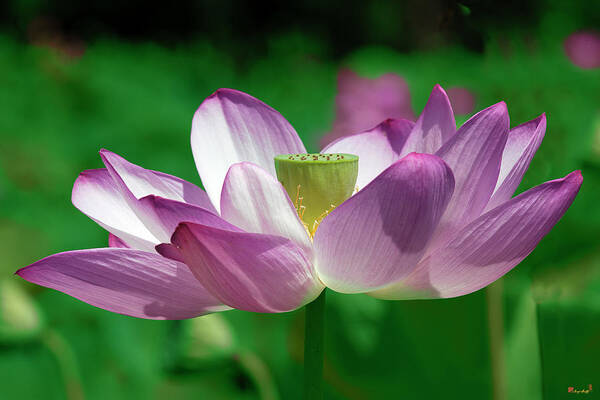 Lotus Art Print featuring the photograph Lotus--Center of Being vi DL0086 by Gerry Gantt
