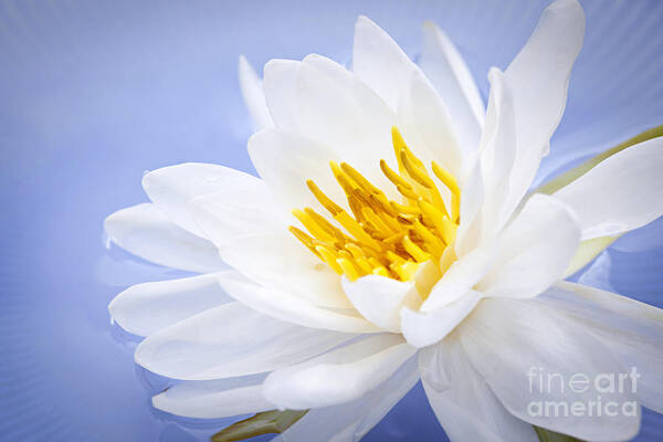 Lotus Art Print featuring the photograph Lotus flower 2 by Elena Elisseeva