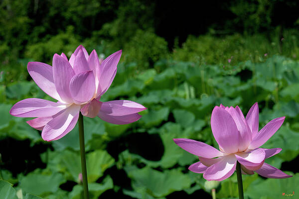 Lotus Art Print featuring the photograph Lotus--Sisters ii DL0083 by Gerry Gantt