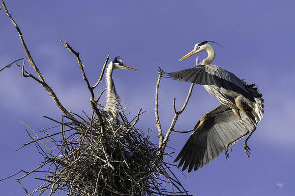 Great Blue Heron Art Print featuring the photograph Love at First Sight by Everet Regal
