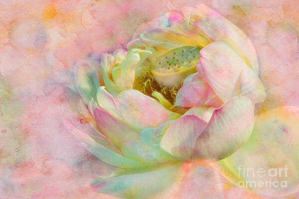 Lotus Art Print featuring the photograph Love in the Mists of Spring by Marilyn Cornwell
