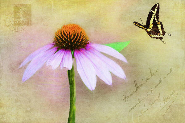 Coneflower Art Print featuring the photograph Love Note by Cathy Kovarik