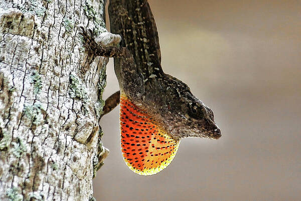 Brown Anole Art Print featuring the photograph Lover Or Fighter by HH Photography of Florida