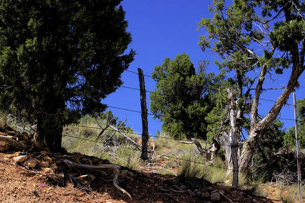 Roadside Art Print featuring the photograph Lunch Spot by Scott Carlton