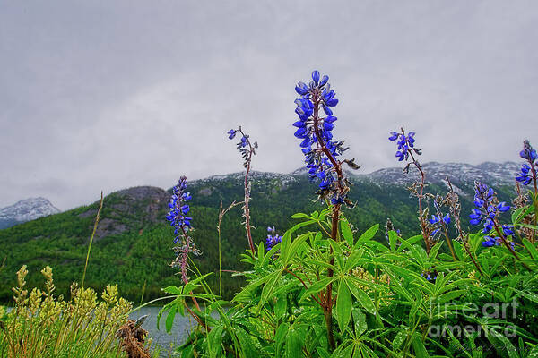 Lupines Art Print featuring the photograph Lupine and Mountains by David Arment