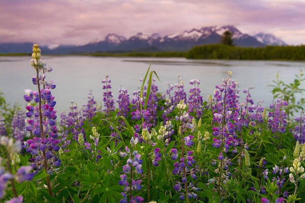 Alaska Art Print featuring the photograph Lupine of the Copper River Delta by Scott Slone
