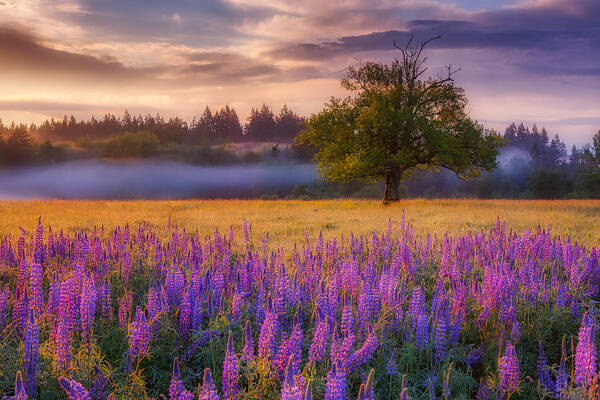 Lupine Art Print featuring the photograph Lupine Sunrise by Darren White