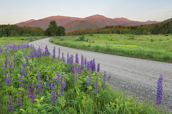 Lupine Art Print featuring the photograph Lupine Sunset Road by White Mountain Images