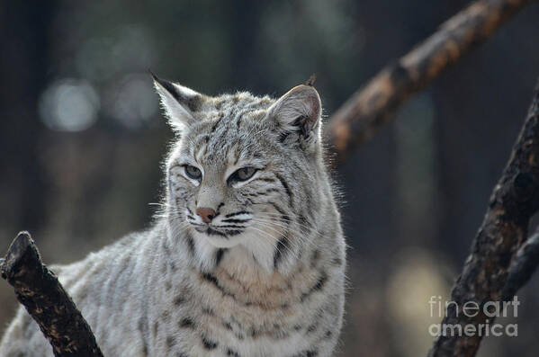 Bobcat Art Print featuring the photograph Lynx With a Very Unhappy Face by DejaVu Designs