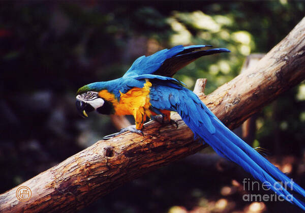Animal Wildlife Art Print featuring the photograph Macaw by Helena M Langley