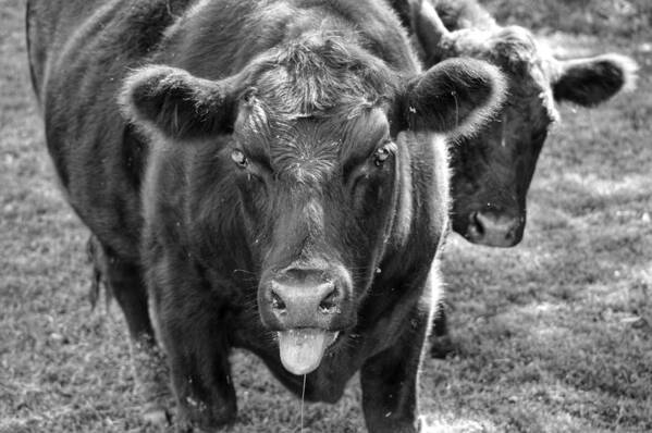 Cow Art Print featuring the photograph Mad Cow by Joseph Caban