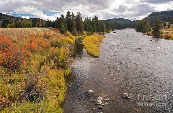 Madison River Art Print featuring the photograph Madison River by Cindy Murphy - NightVisions
