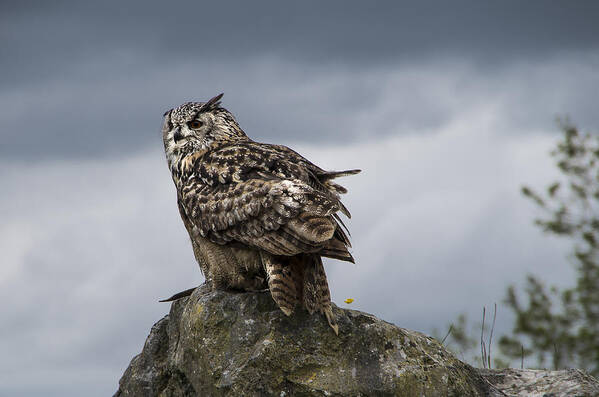 Owl Art Print featuring the photograph Maggie by Martina Fagan