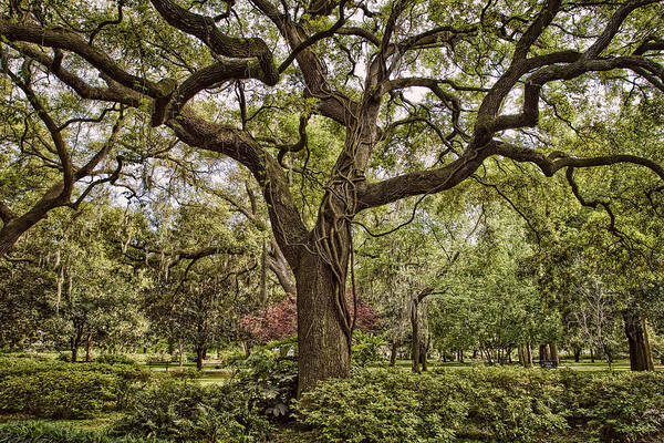 Forsythe Park Art Print featuring the photograph Magic Oak by Diana Powell