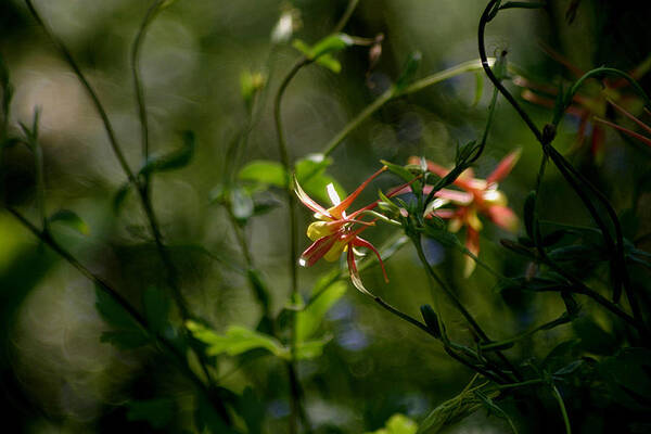Wild Columbine Art Print featuring the photograph Magical Forest by Living Color Photography Lorraine Lynch