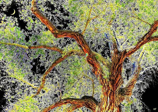 Tree Art Print featuring the photograph Magnificent Tree by Will Borden
