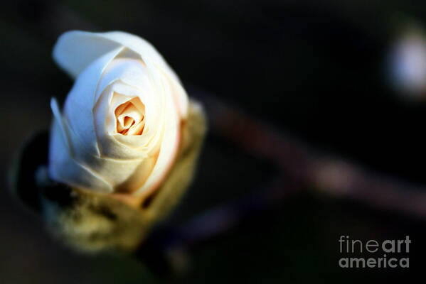 Magnolia Bud Art Print featuring the photograph Magnolia at Midnight by Hanni Stoklosa