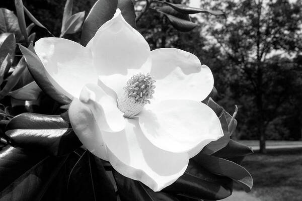 Magnolia Art Print featuring the photograph Magnolia Bloom- by Linda Woods by Linda Woods