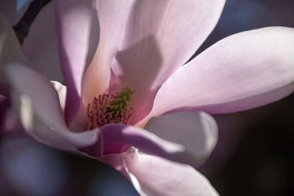 Magnolias Art Print featuring the photograph Magnolia Blossom - by Julie Weber