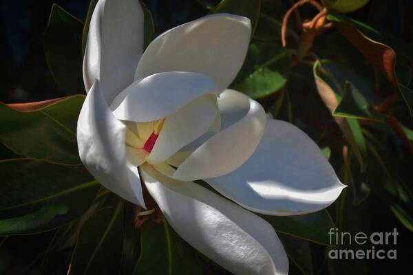 Pictures Of Flowers Art Print featuring the photograph Magnolia One by Skip Willits