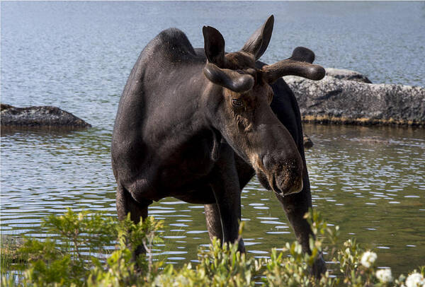 Maine Art Print featuring the photograph Maine Moose by Gordon Ripley