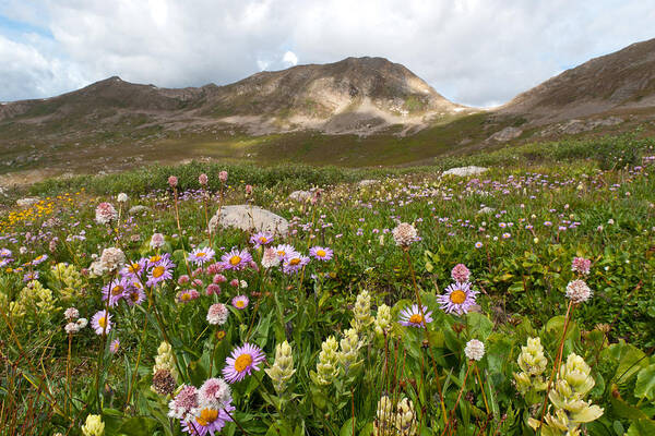 Summer Art Print featuring the photograph Majestic Colorado Alpine Meadow by Cascade Colors