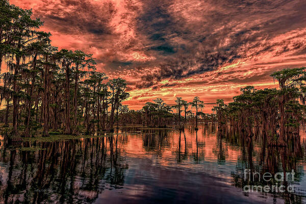 Sunsets Art Print featuring the photograph Majestic Cypress Paradise Sunset by DB Hayes