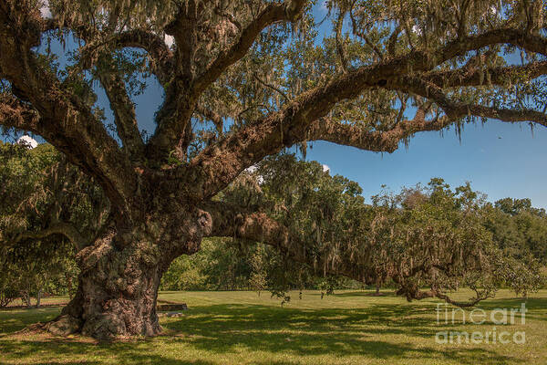Live Oak Tree Art Print featuring the photograph Majestic Live Oak Tree at McLeod Plantation by Dale Powell