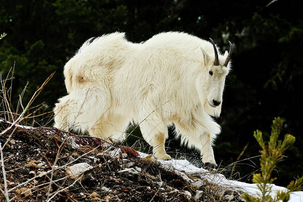 Mountain Goat Art Print featuring the photograph Majestic Mountain Goat by Greg Norrell