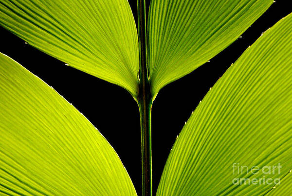 Green Art Print featuring the photograph Malachite Flute by Lorenzo Cassina