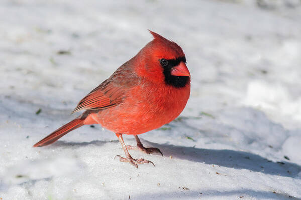 Male Cardinal Color Photograph In Winter Art Print featuring the photograph Male Cardinal in Winter by Kenneth Cole