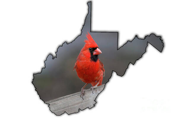 Male Art Print featuring the photograph Male cardinal one of the most recognizable birds by Dan Friend