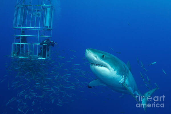 Carcharodon Carcharias Art Print featuring the photograph Male Great White Shark And Divers by Todd Winner