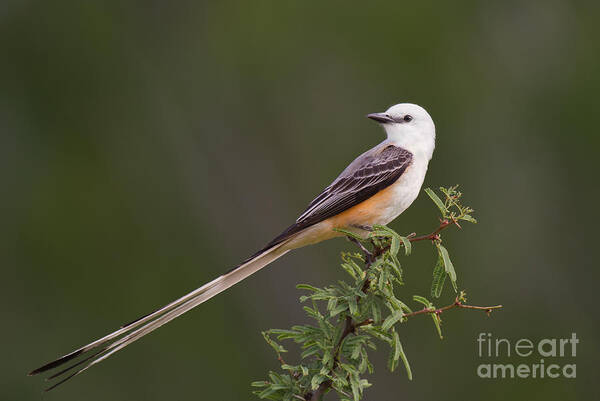 Dave Welling Art Print featuring the photograph Male Scissor-tail Flycatcher Tyrannus Forficatus Wild Texas by Dave Welling