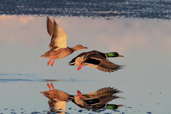 Mallard Duck Art Print featuring the photograph Mallard Ducks in flight by Pierre Leclerc Photography