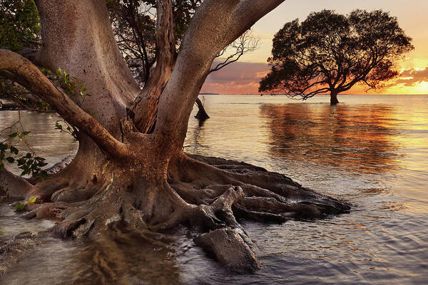 Mangrove Trees Art Print featuring the photograph Mangrove Trees by Robert Charity