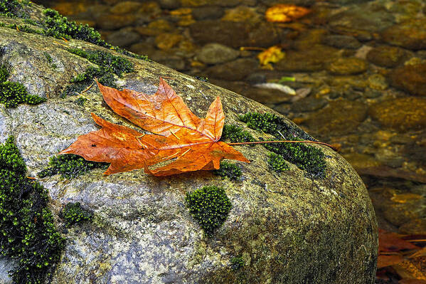 Maple Leaf Art Print featuring the photograph Maple Leaf on a Rock by Sharon Talson