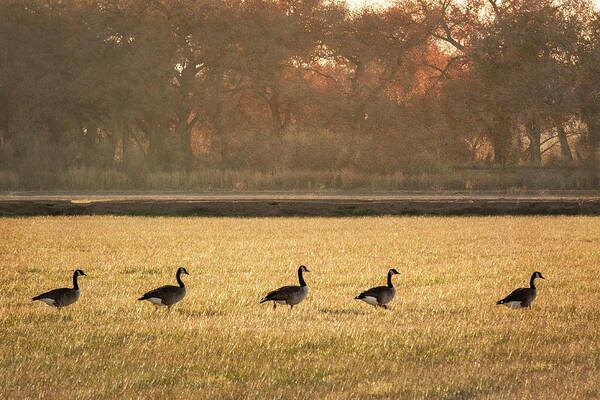 Scenics Art Print featuring the photograph March of the Geese by Mary Lee Dereske