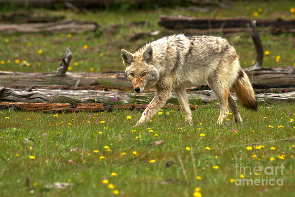 Coyote Art Print featuring the photograph Marching Among The Dandelions by Adam Jewell
