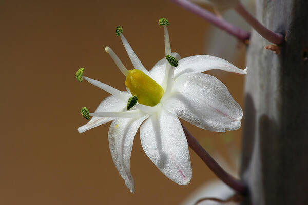 Maritime Squill Art Print featuring the photograph Maritime Squill by Yuri Peress