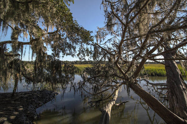 Swamp Art Print featuring the photograph Marsh by Mike Dunn
