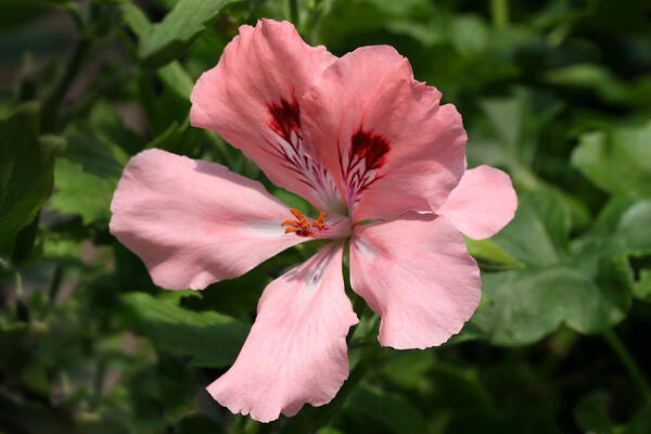 Martha Washington Geranium Art Print featuring the photograph Martha Washington Geranium by Tammy Pool